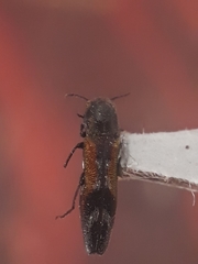Agrilus lautuelliformis