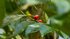 Plinia complanata