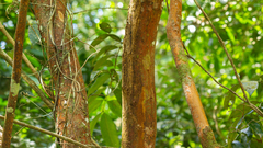 Plinia complanata