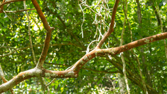 Plinia complanata