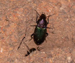 Neoaulacoryssus speciosus