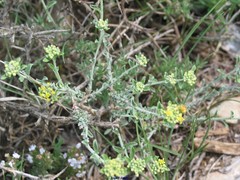 Alyssum serpyllifolium