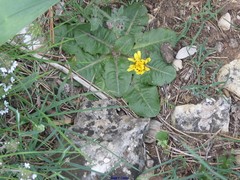 Taraxacum obovatum