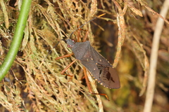 Leptoscelis elongator