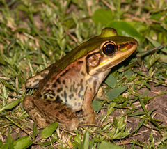 Lithobates palmipes