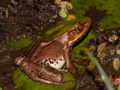 Lithobates palmipes