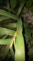 Tithonophasma tithonus