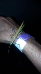 Tithonophasma tithonus