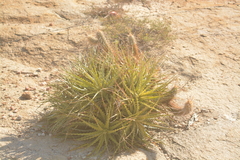 Encholirium spectabile