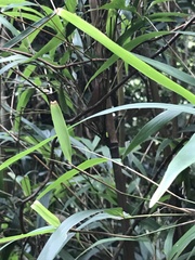 Pseudosasa hindsii