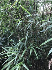 Pseudosasa hindsii