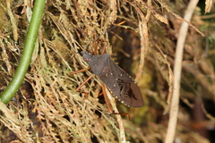 Leptoscelis elongator