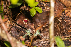 Leptodactylus vastus