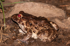 Leptodactylus vastus
