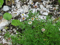 Erigeron hyssopifolius