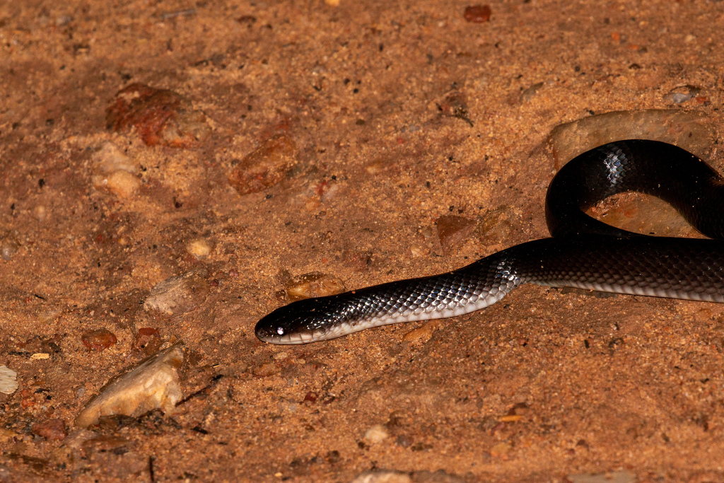 Boiruna sertaneja