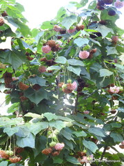 Dombeya × cayeuxii