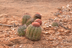 Melocactus zehntneri