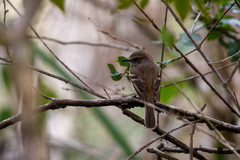 Cnemotriccus fuscatus