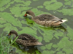 Anas bahamensis galapagensis