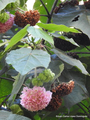 Dombeya × cayeuxii
