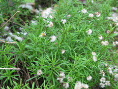 Erigeron hyssopifolius
