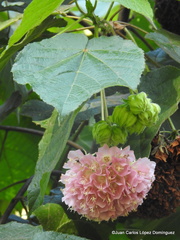 Dombeya × cayeuxii