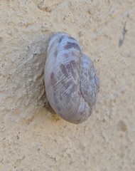 Marmorana muralis