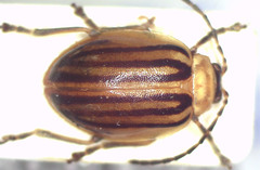 Oides tigrina