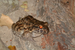 Leptodactylus vastus