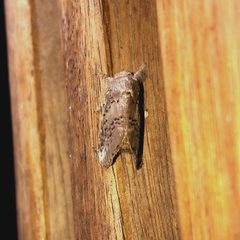 Euglyphis guttularis