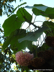 Dombeya × cayeuxii