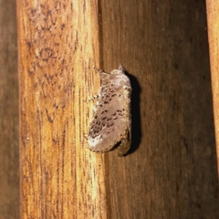 Euglyphis guttularis