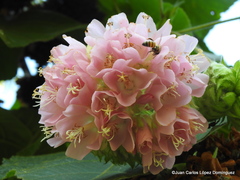 Dombeya × cayeuxii