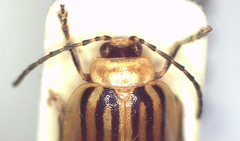 Oides tigrina