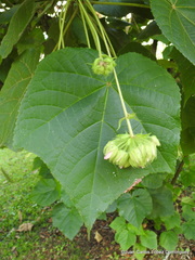 Dombeya × cayeuxii