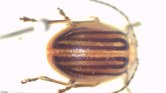 Oides tigrina