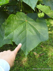 Dombeya × cayeuxii