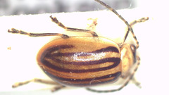 Oides tigrina
