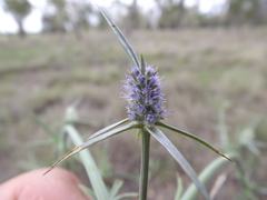 Eryngium paludosum