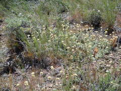 Antennaria microphylla