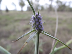 Eryngium paludosum
