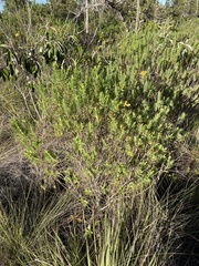 Hypericum terrae-firmae