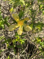 Hypericum terrae-firmae