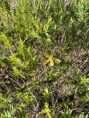 Hypericum terrae-firmae