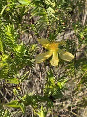 Hypericum terrae-firmae