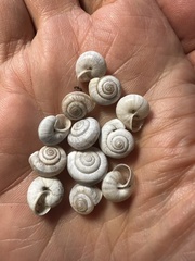 Praticolella griseola