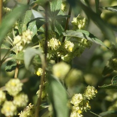 Lippia mexicana