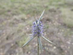 Eryngium paludosum