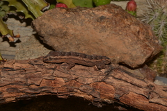 Hemidactylus brasilianus